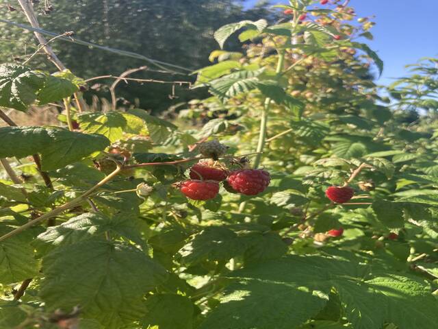 img_0971.jpeg