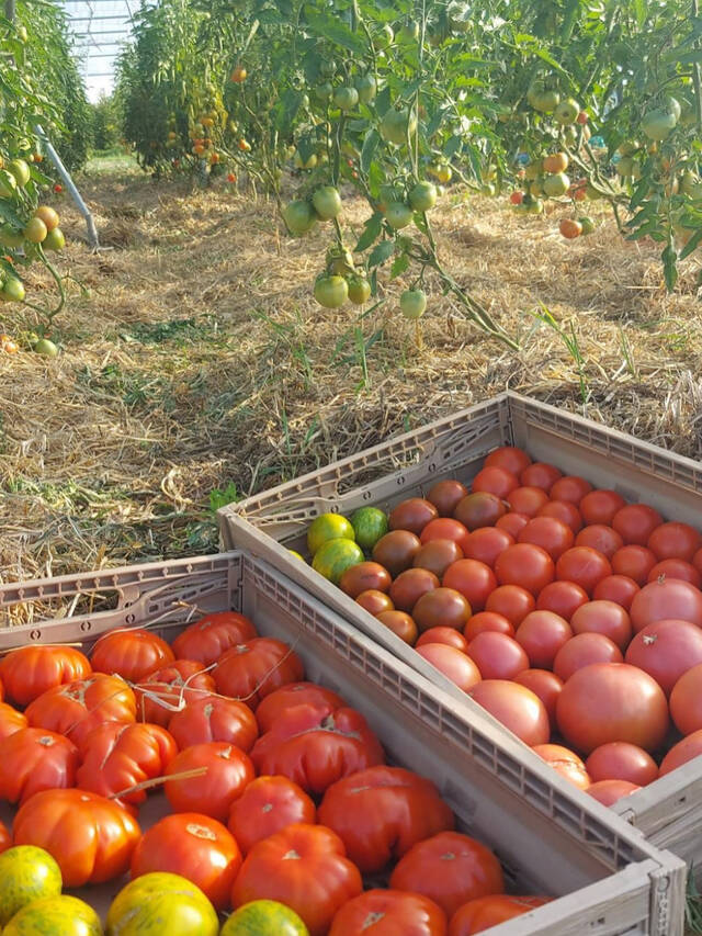 tomaten.jpeg