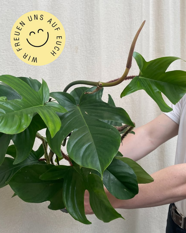 plentifulplants.png